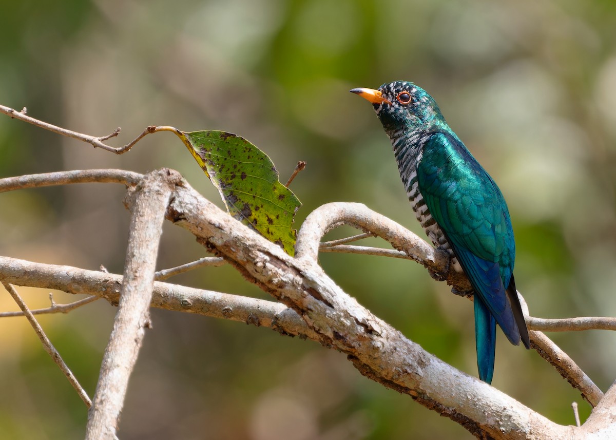 Asian Emerald Cuckoo - ML614775996