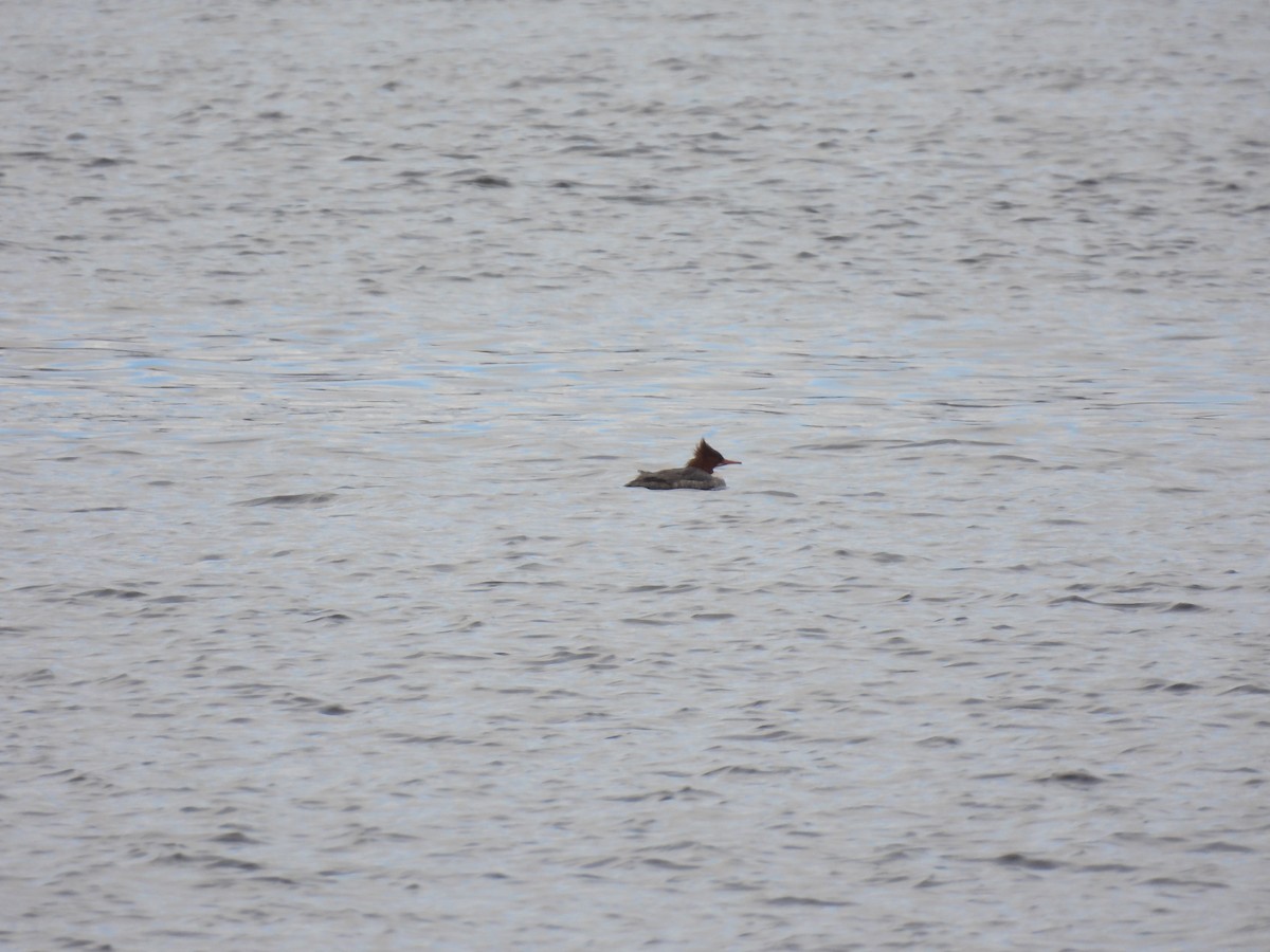 Common Merganser - ML614776075