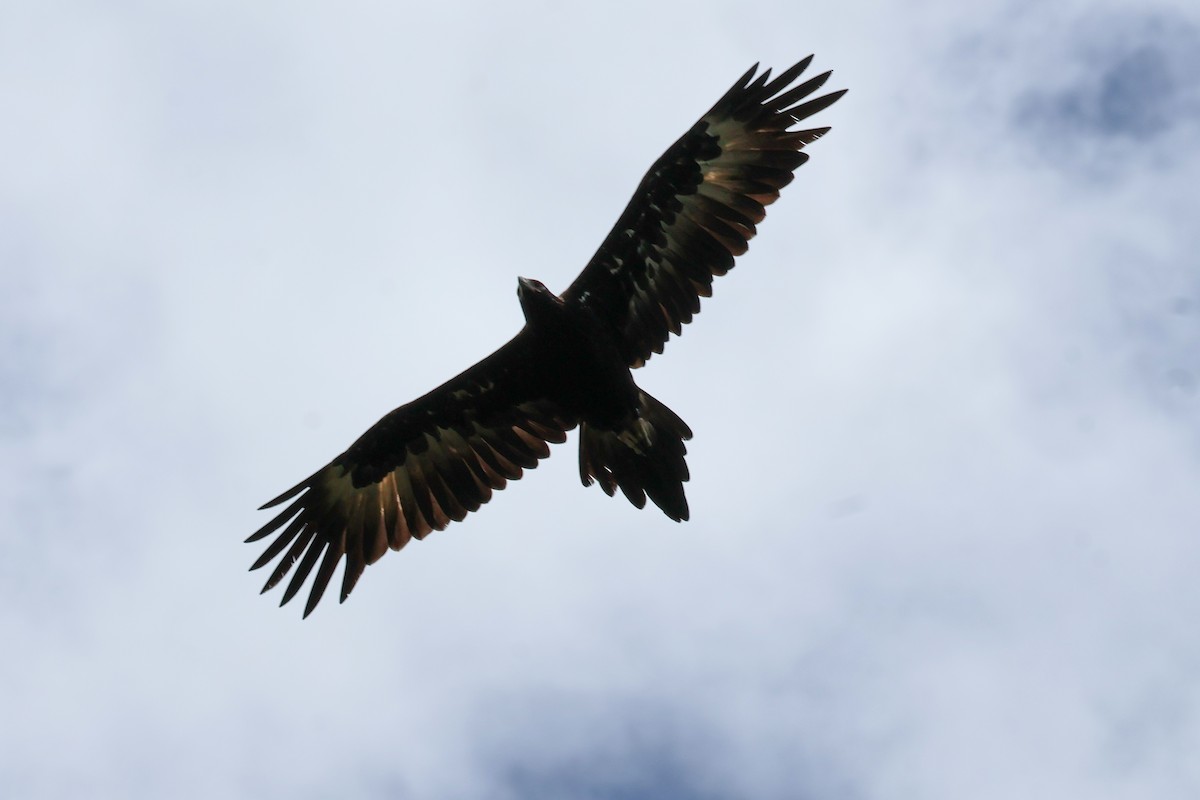 Wedge-tailed Eagle - Sonia Boughton