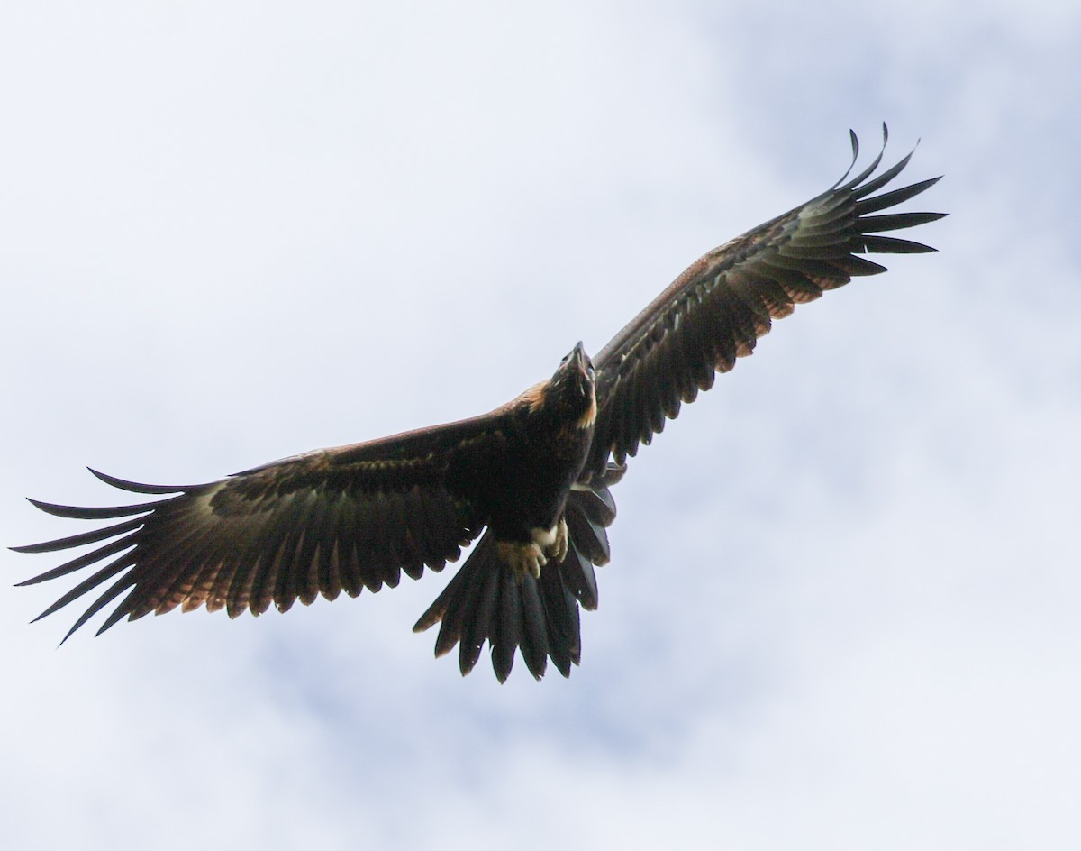 Wedge-tailed Eagle - Sonia Boughton