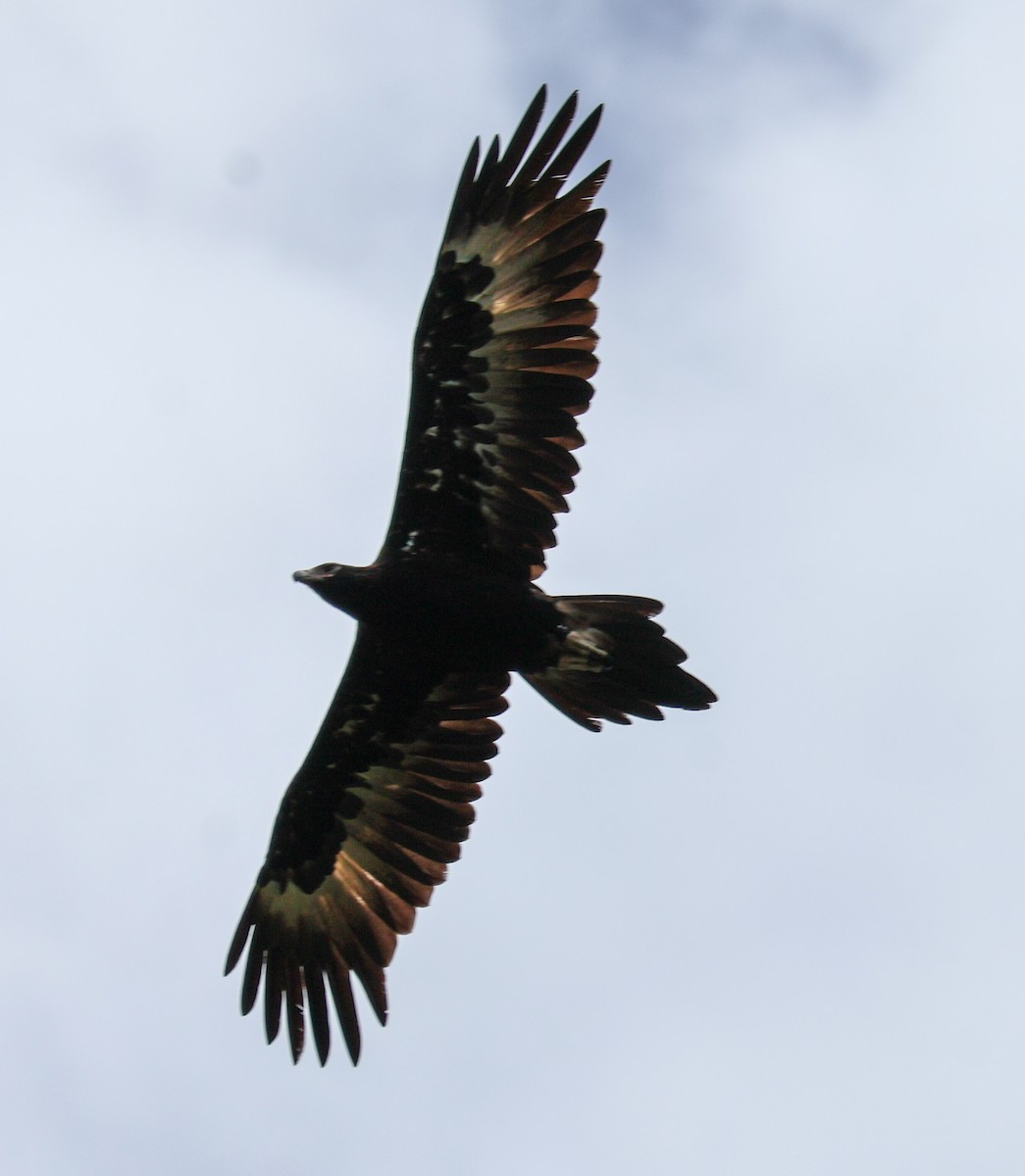 Águila Audaz - ML614776114