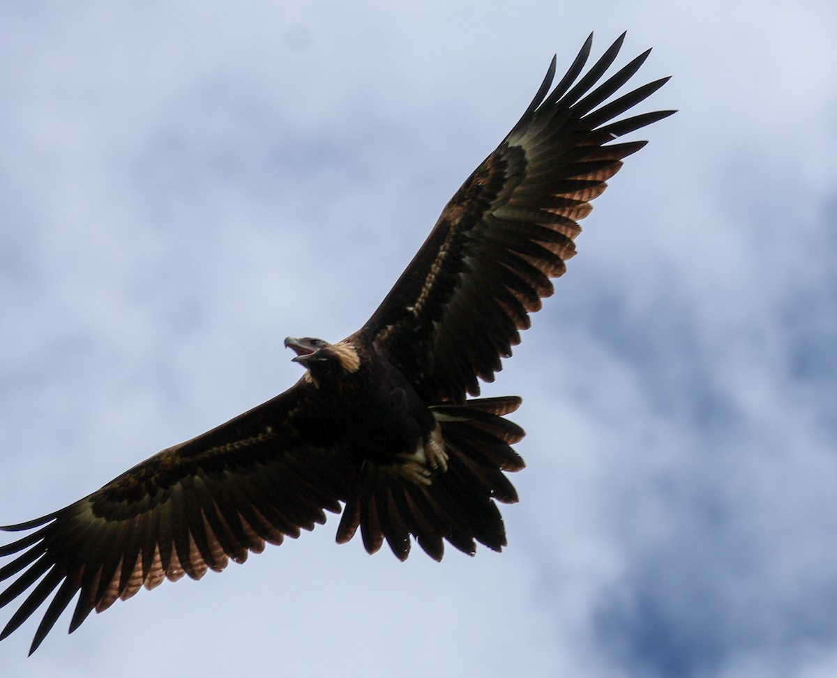 Wedge-tailed Eagle - ML614776115