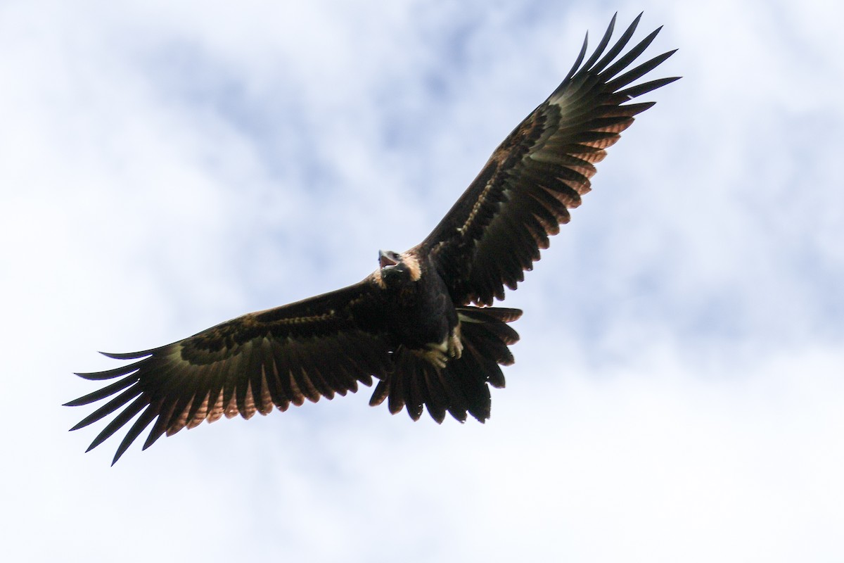 Águila Audaz - ML614776116