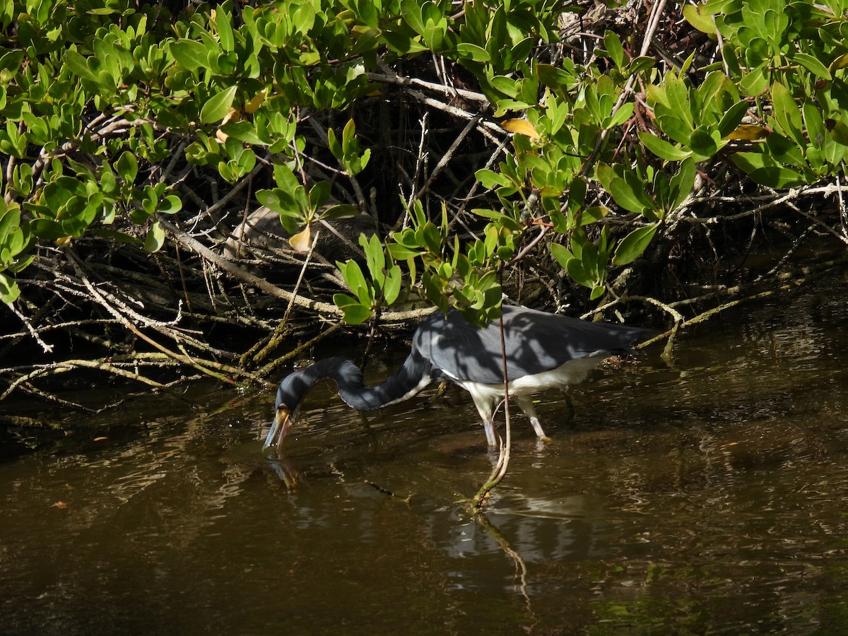 Tricolored Heron - ML614776131