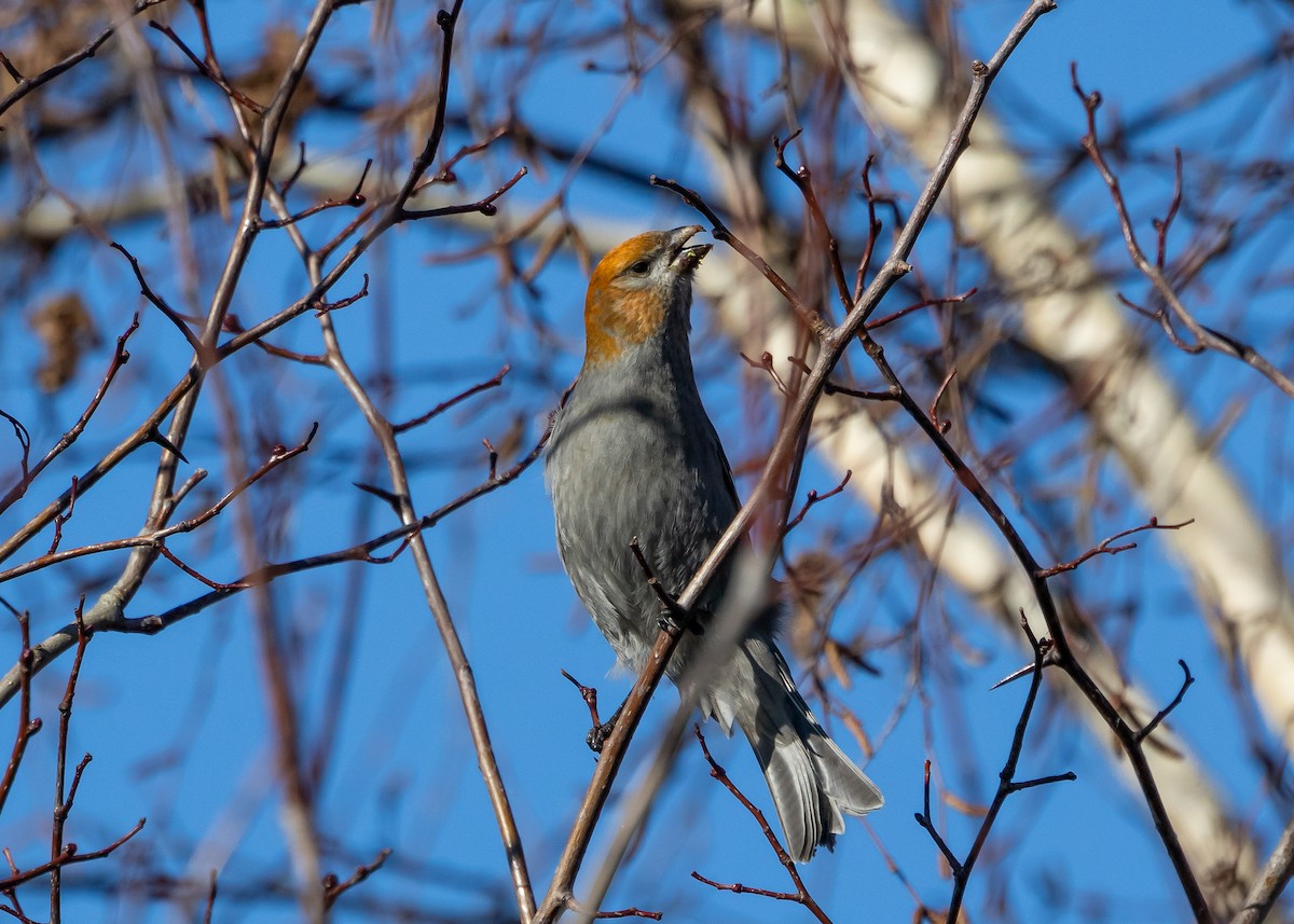 Pine Grosbeak - ML614776142