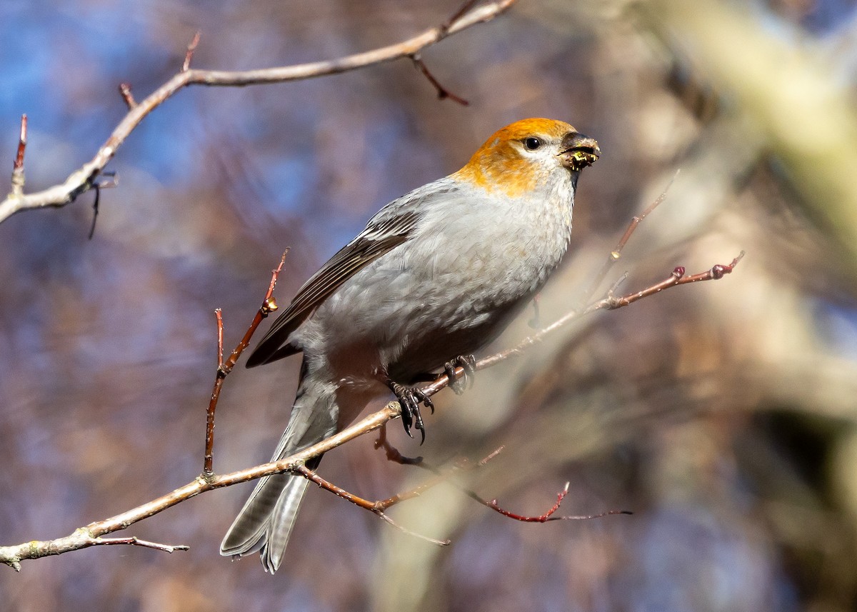 Pine Grosbeak - ML614776145