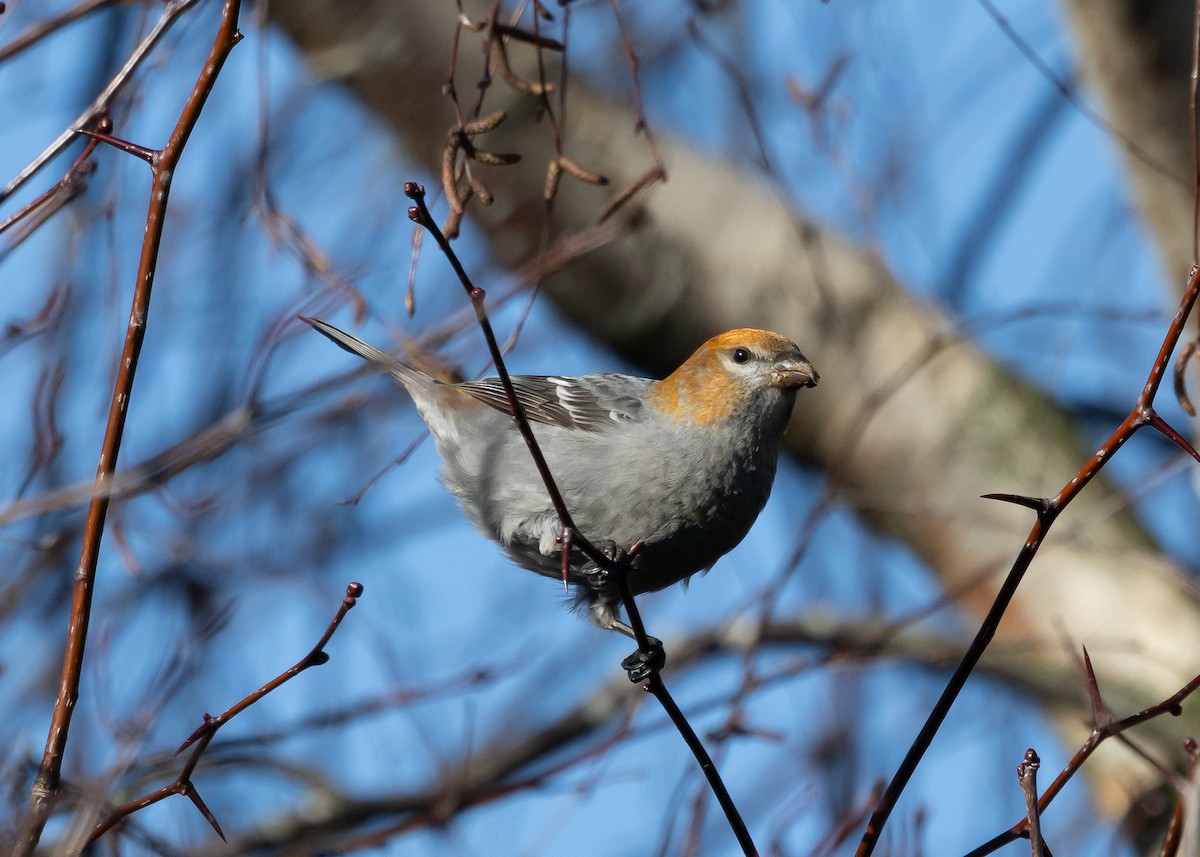 Pine Grosbeak - ML614776155