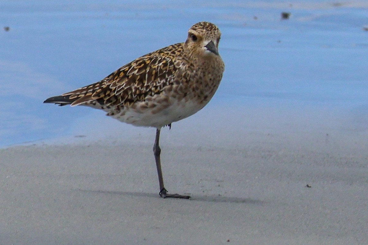 Pacific Golden-Plover - Sonia Boughton