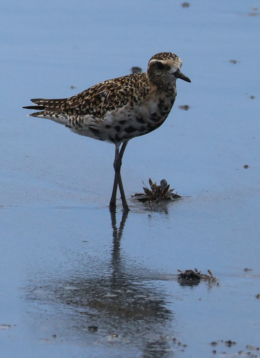 Chorlito Dorado Siberiano - ML614776158