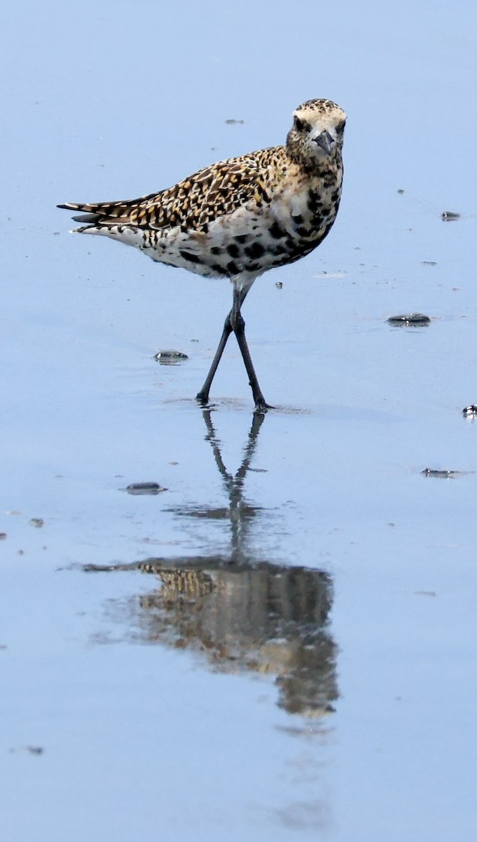 Pacific Golden-Plover - Sonia Boughton