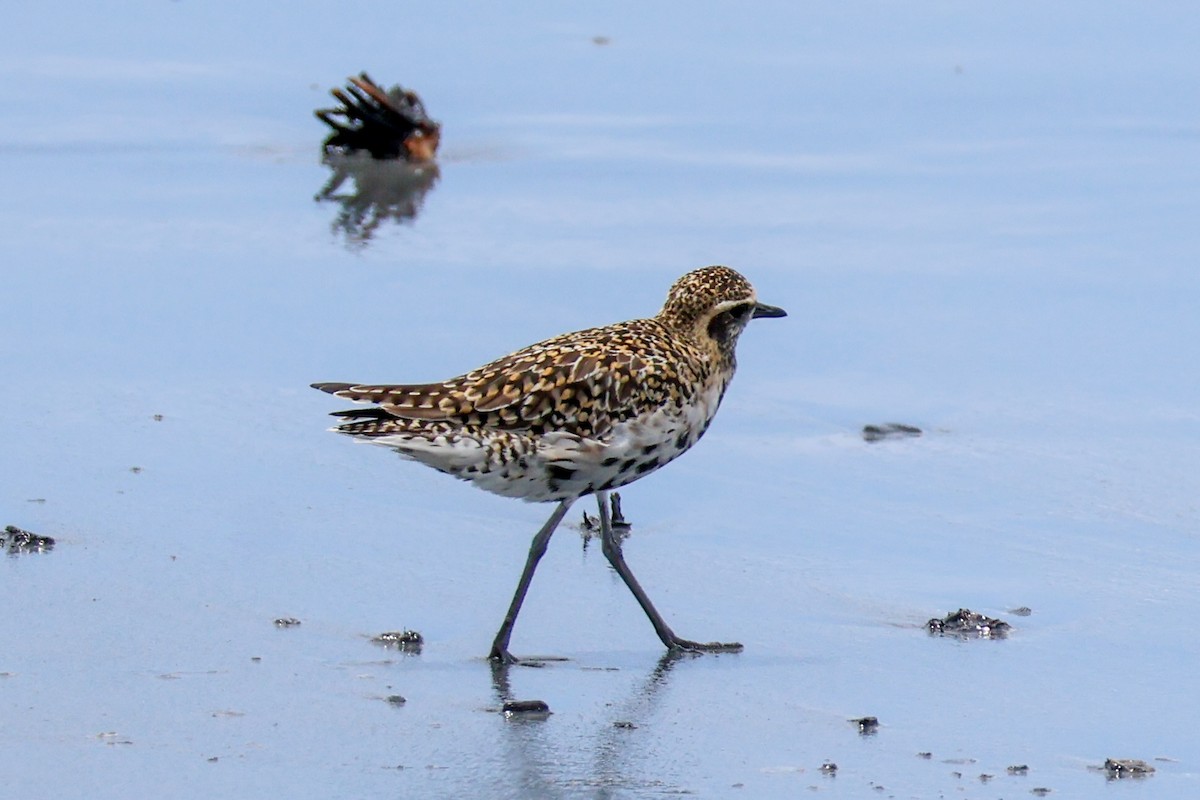 Pacific Golden-Plover - Sonia Boughton