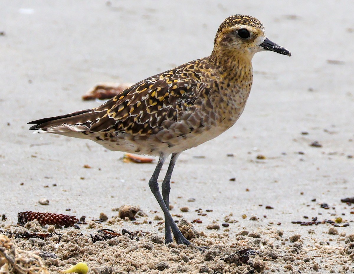 Chorlito Dorado Siberiano - ML614776162