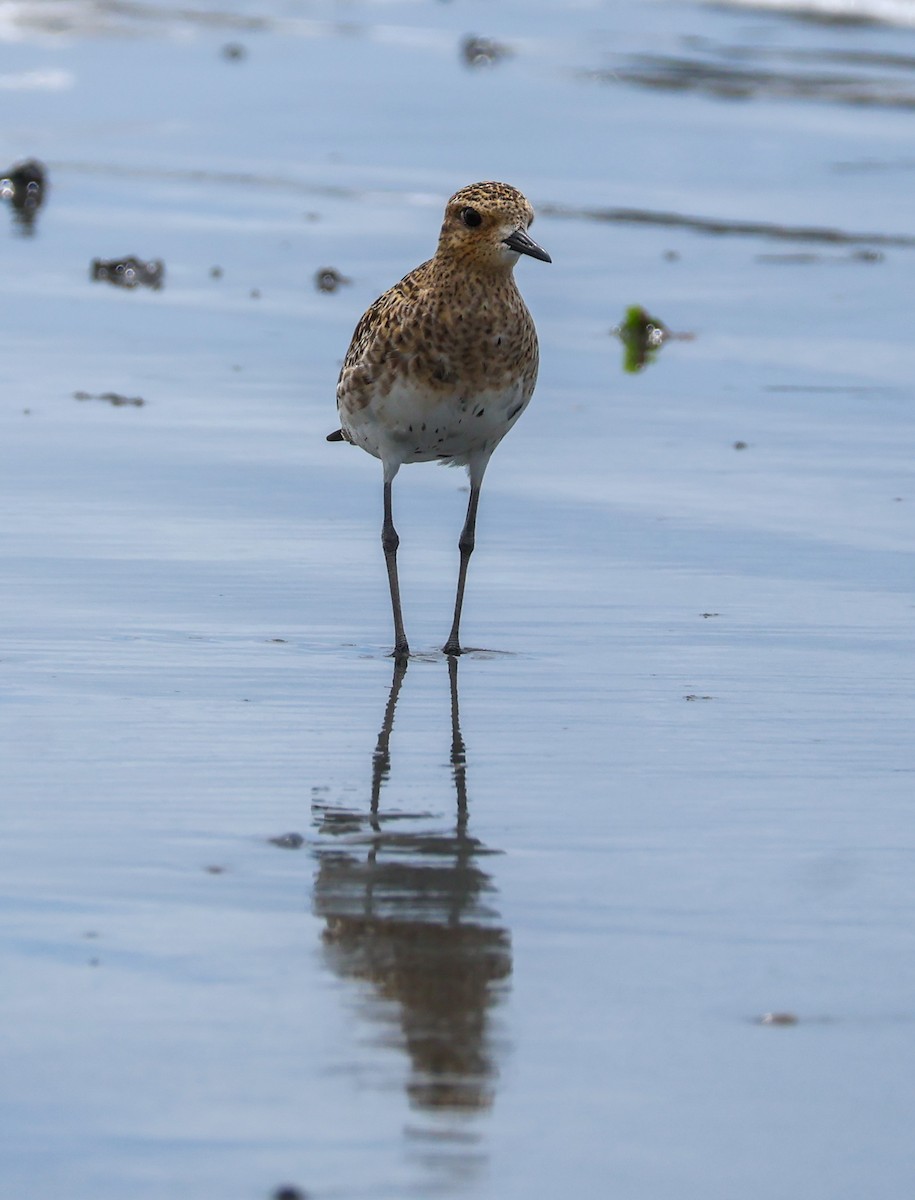 Pacific Golden-Plover - Sonia Boughton