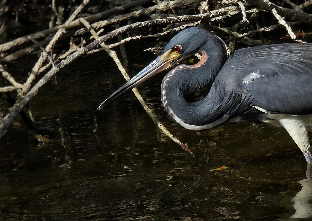 Tricolored Heron - ML614776174