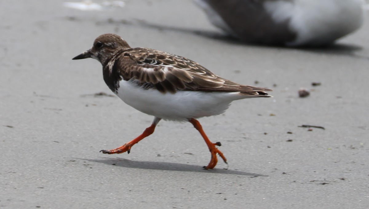 Ruddy Turnstone - ML614776180