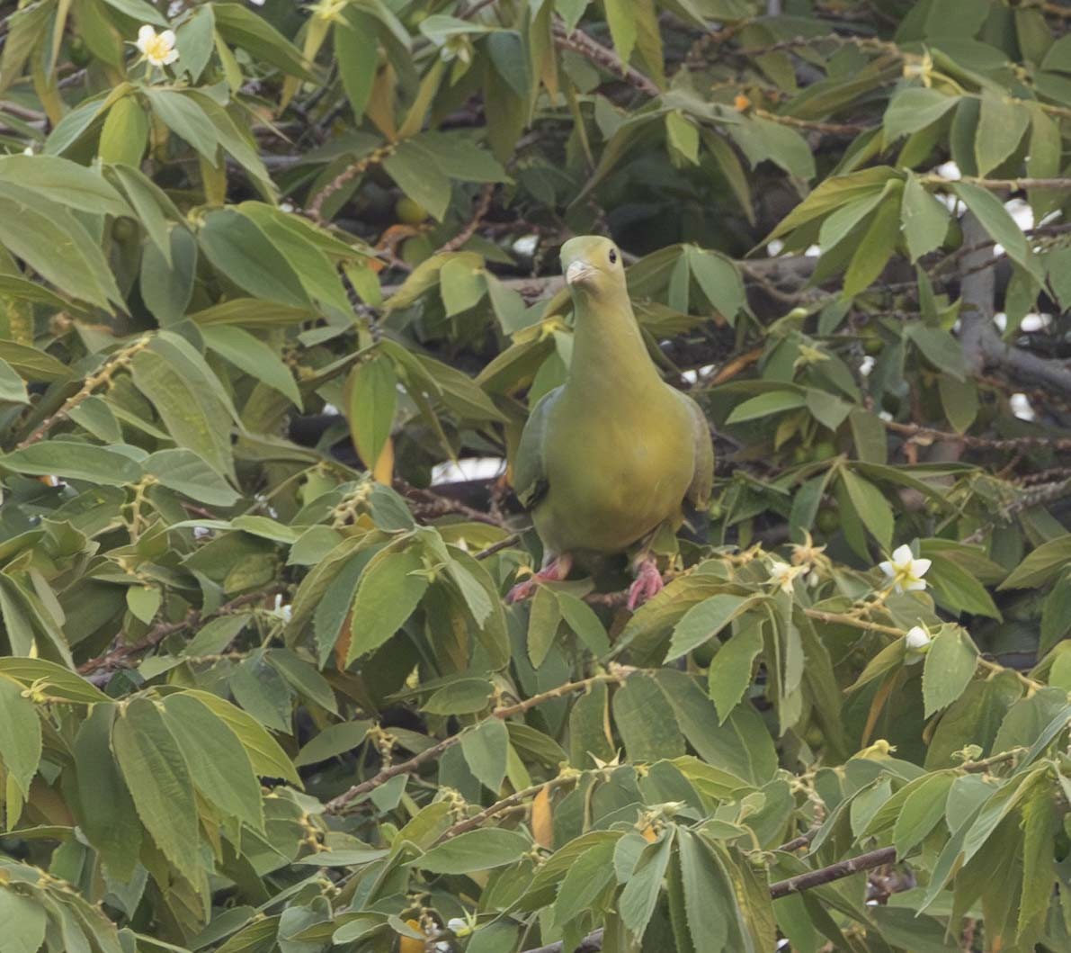 Pink-necked Green-Pigeon - ML614776190