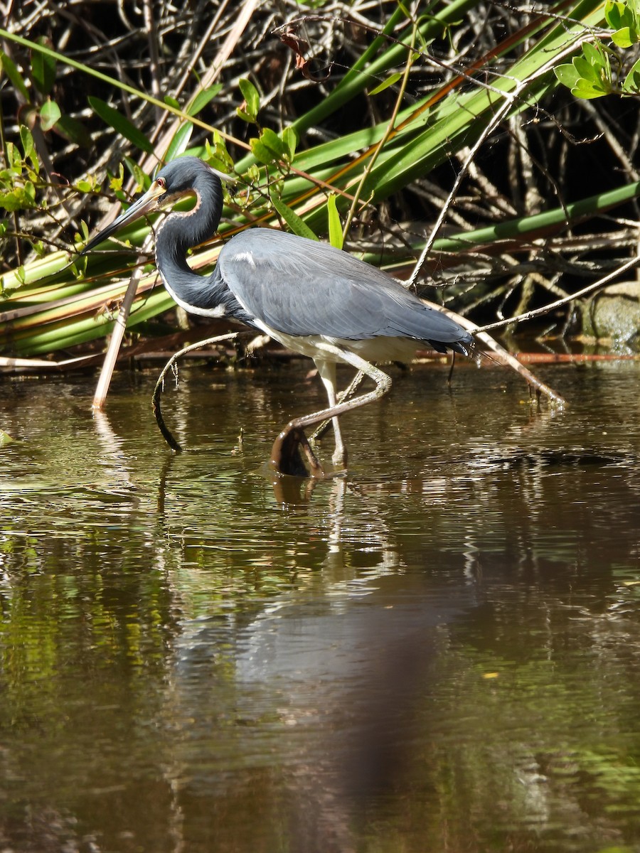 Tricolored Heron - ML614776198