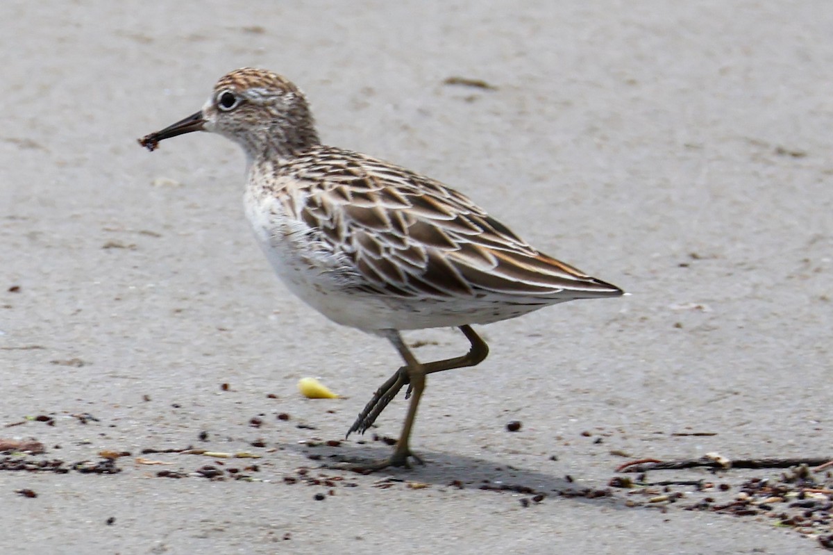 Sharp-tailed Sandpiper - ML614776208