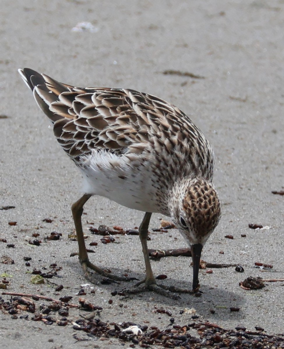 Sharp-tailed Sandpiper - ML614776209