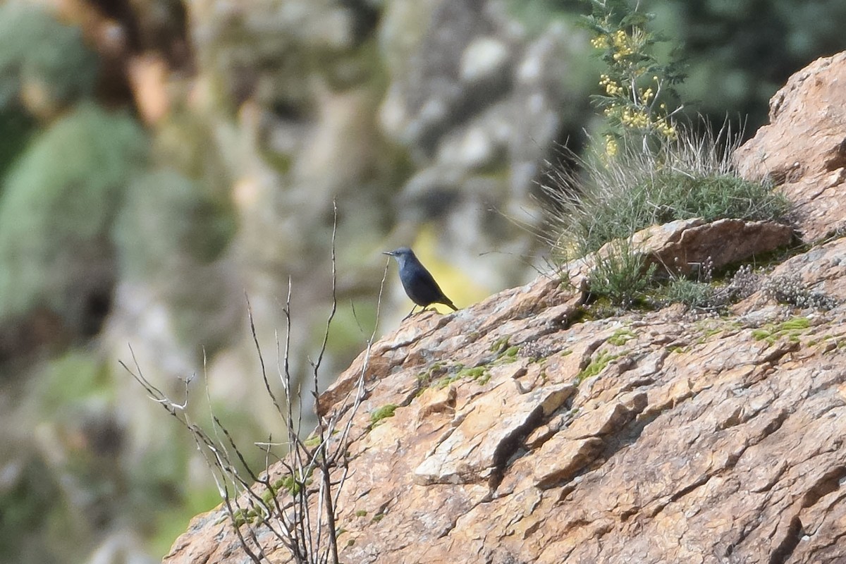 Blue Rock-Thrush - Bruno Santos