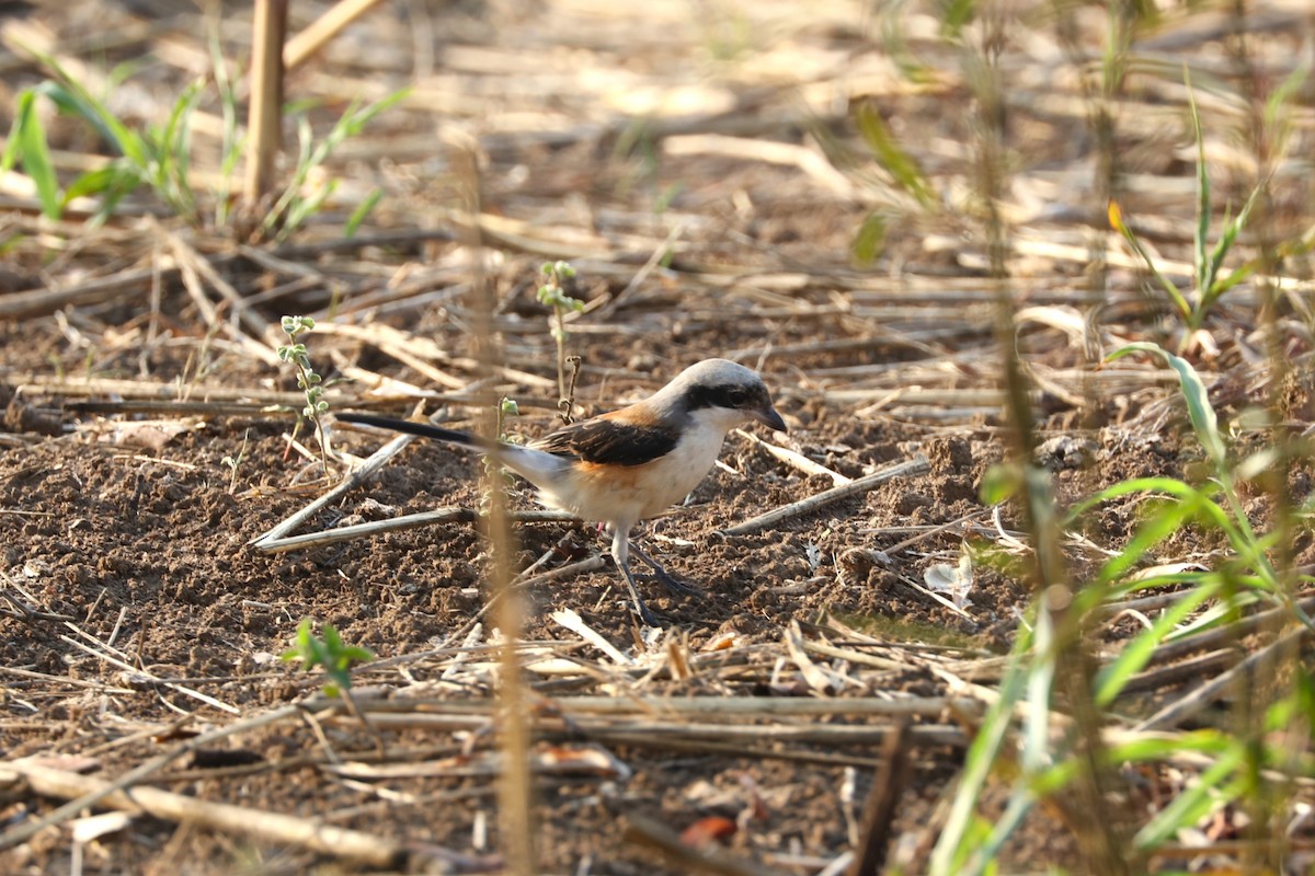 Bay-backed Shrike - ML614776274