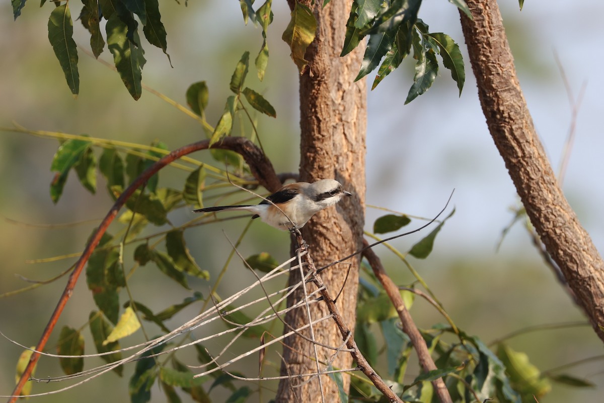 Bay-backed Shrike - ML614776276