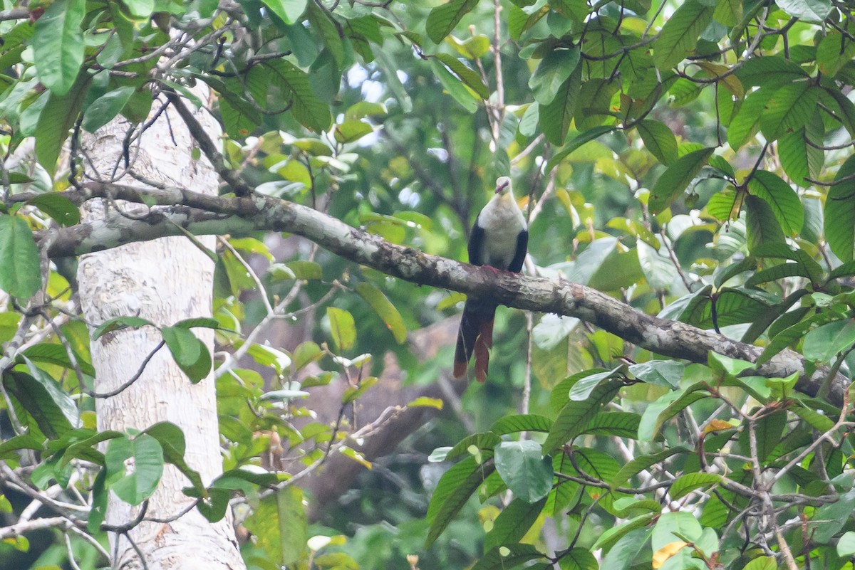 Great Cuckoo-Dove - ML614776378