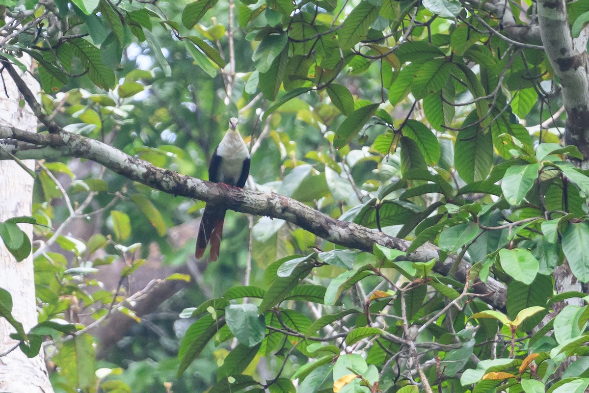 Great Cuckoo-Dove - ML614776379