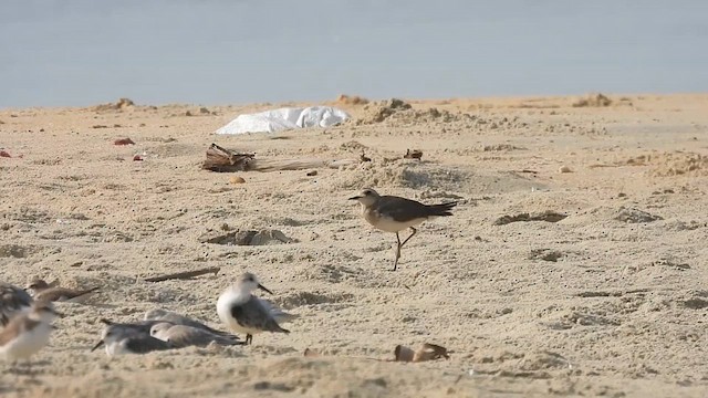 Caspian Plover - ML614776380