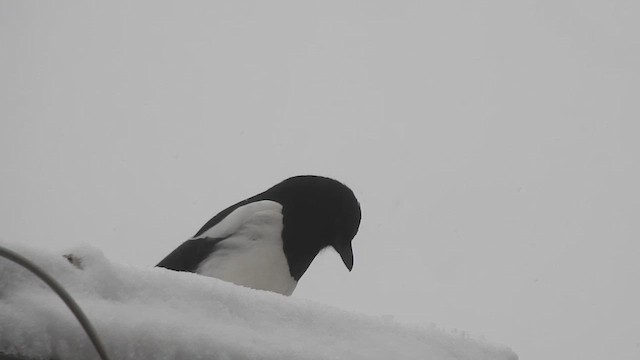 Eurasian Magpie - ML614776441