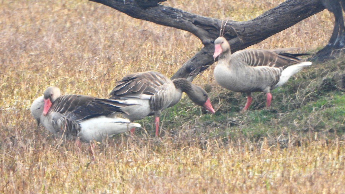 Graylag Goose - ML614776520