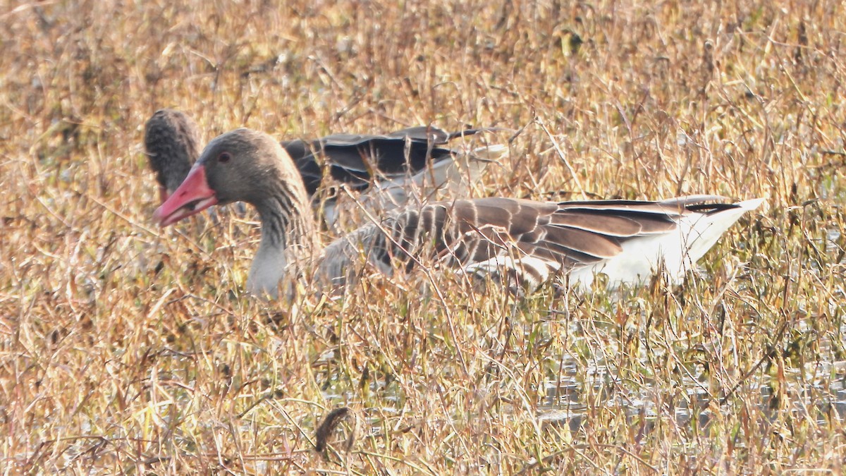 Graylag Goose - ML614776521