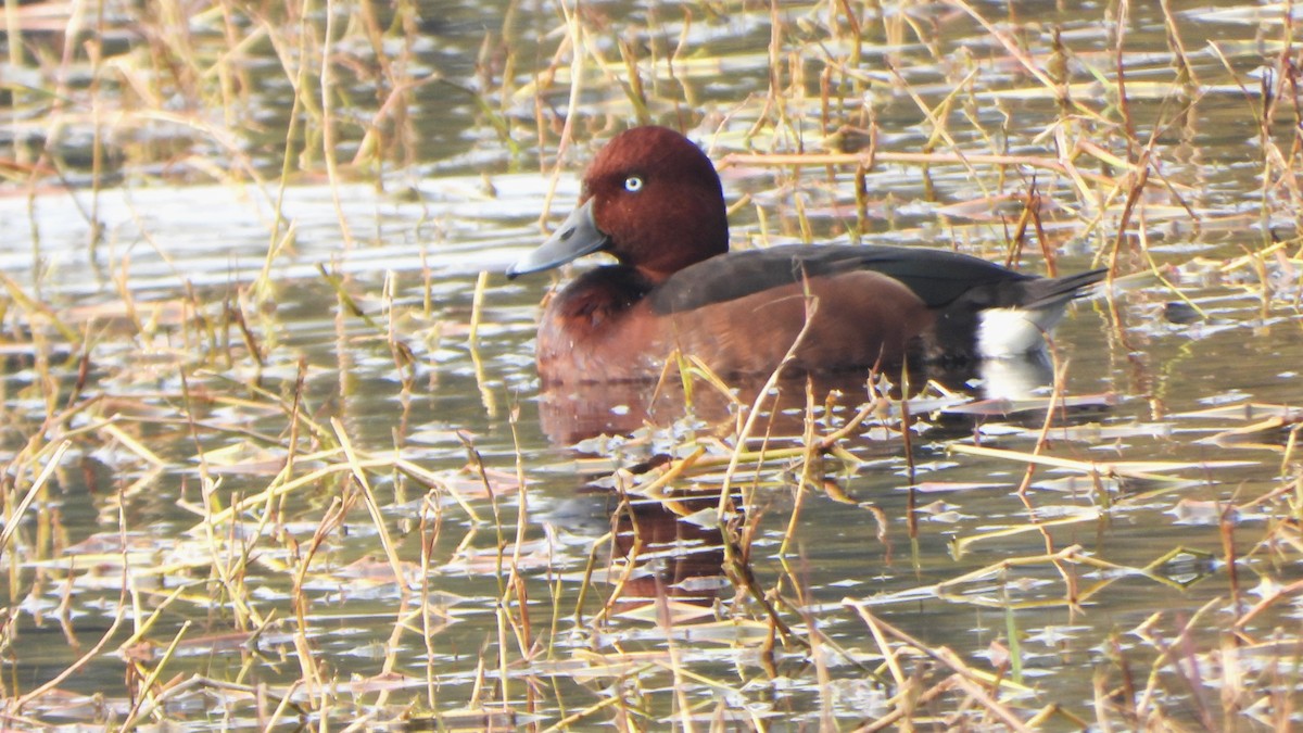 Ferruginous Duck - ML614776625