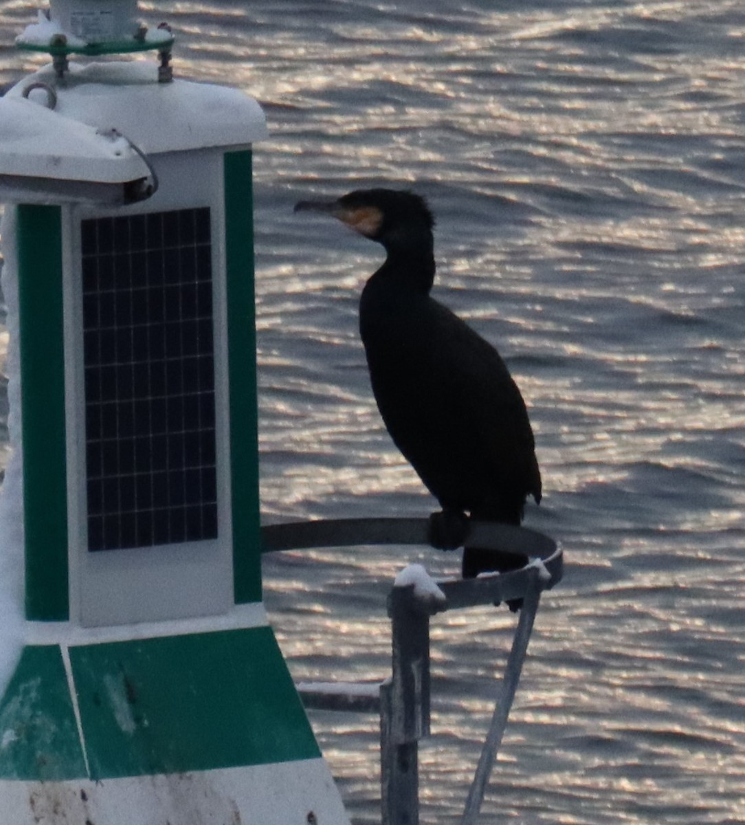 Great Cormorant - Jan Badura