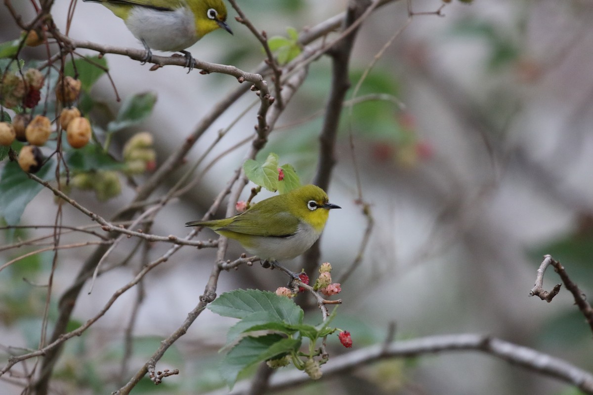 Swinhoe's White-eye - Alen Lin