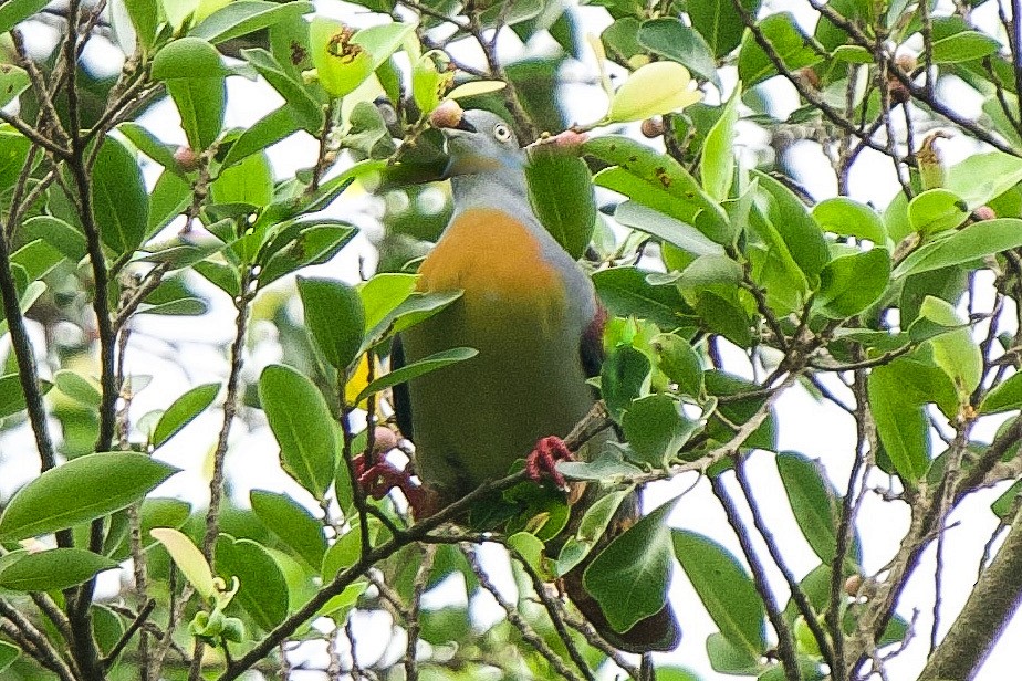 Little Green-Pigeon - ML614776717