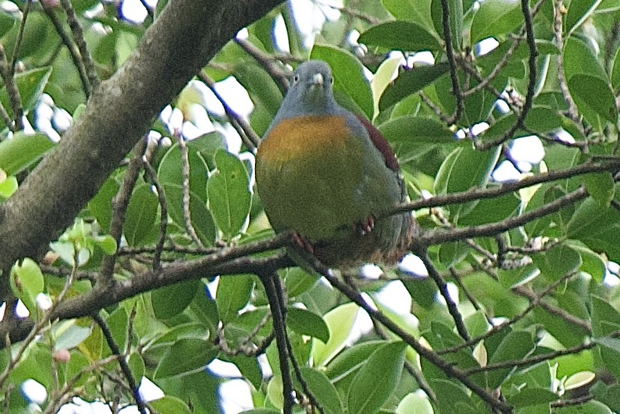 Little Green-Pigeon - ML614776719