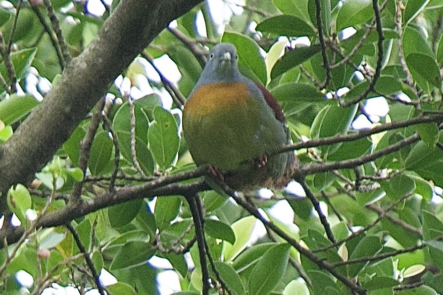 Little Green-Pigeon - ML614776719