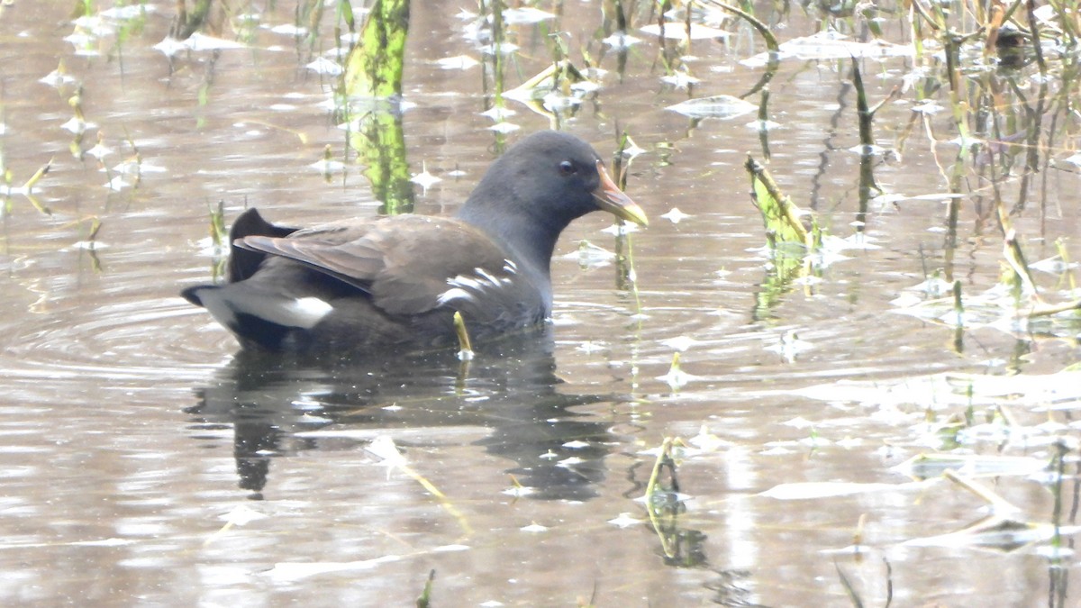 Eurasian Moorhen - ML614776750