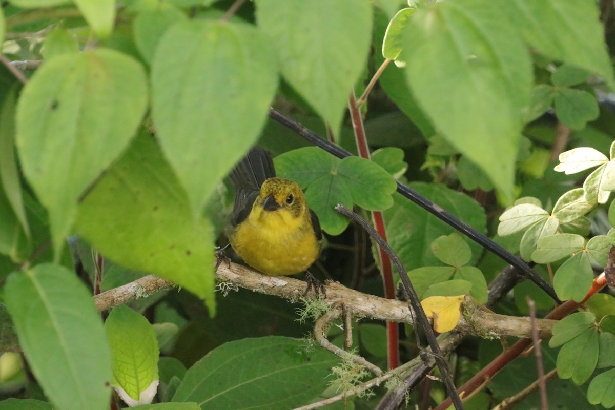 Yellow-headed Brushfinch - Mario Alexander Cardona Giraldo