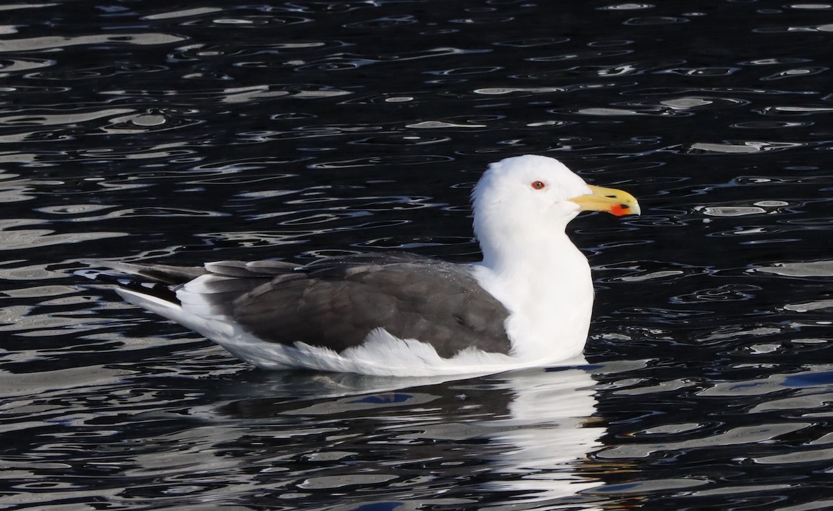 Great Black-backed Gull - Jan Badura