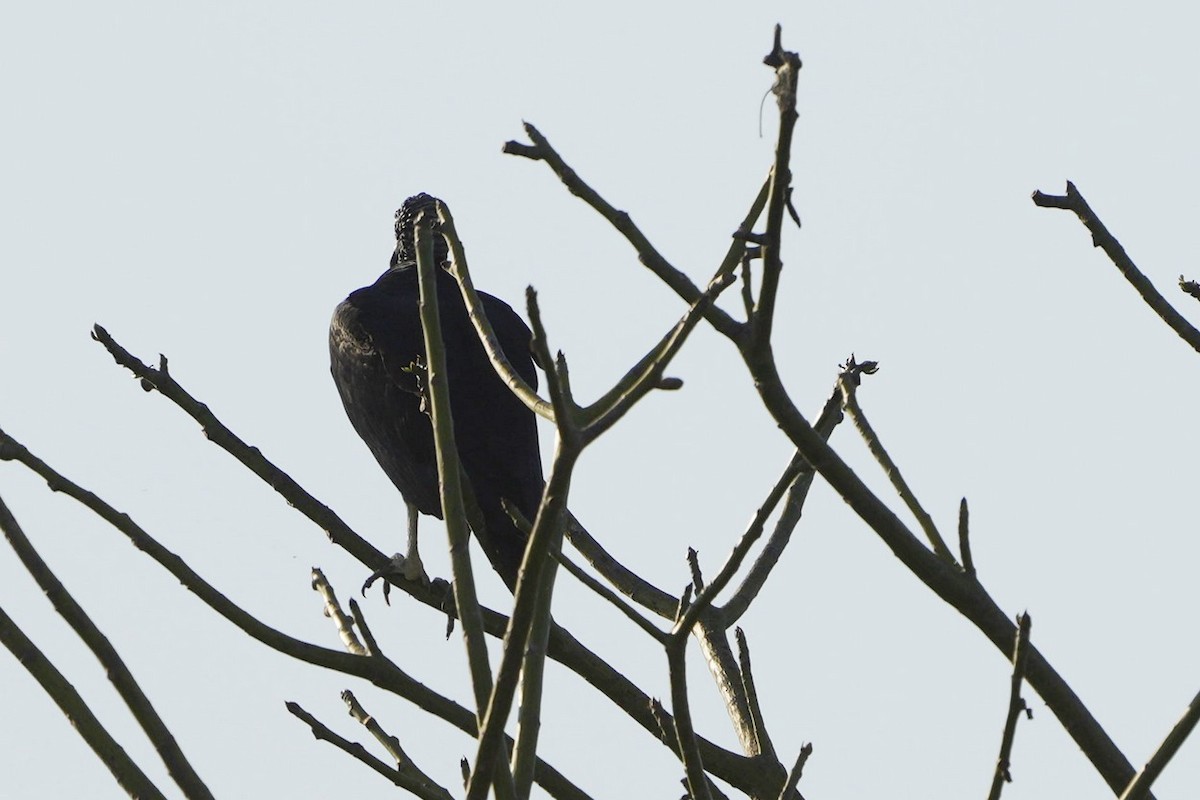 Black Vulture - ML614776889