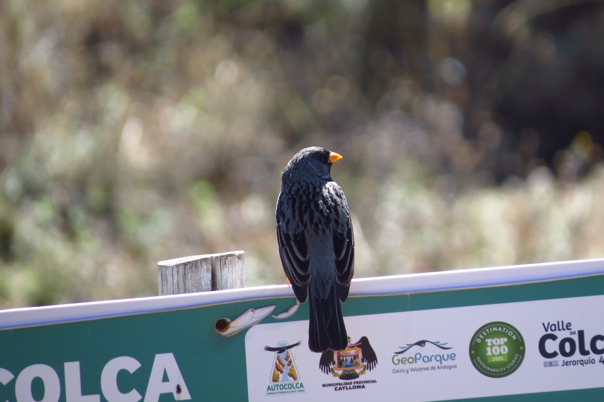 Mourning Sierra Finch - ML614776952