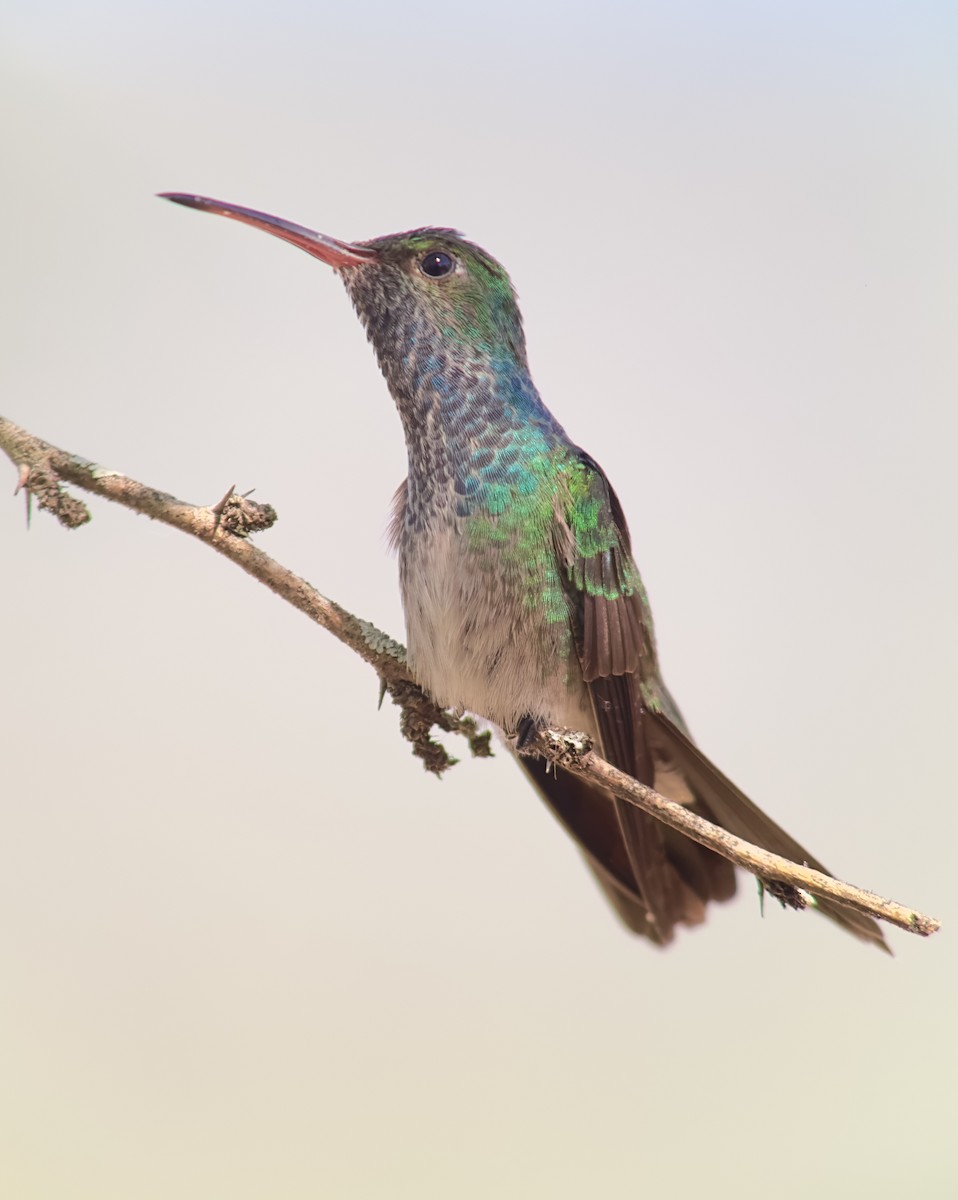 kolibřík honduraský - ML614776965