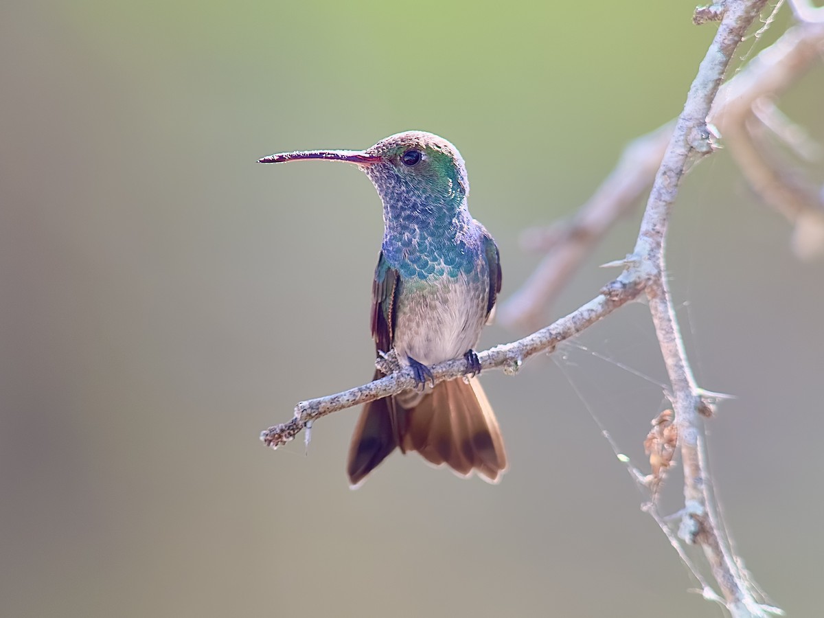 kolibřík honduraský - ML614776966