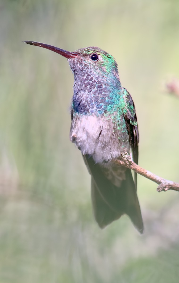 kolibřík honduraský - ML614776967