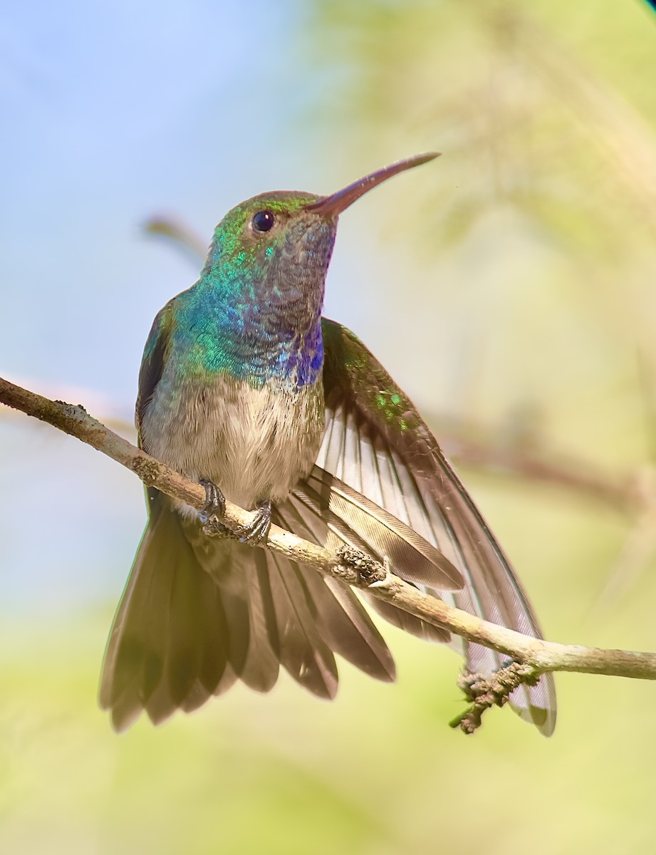 kolibřík honduraský - ML614776968