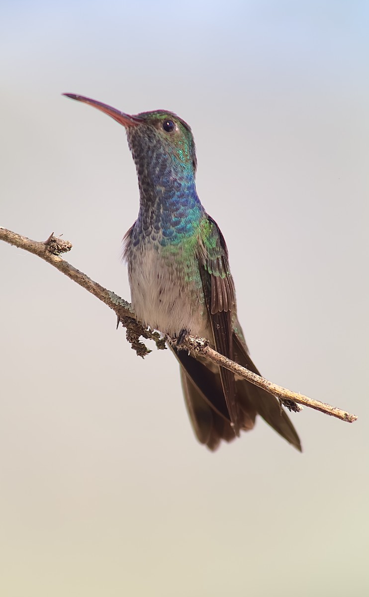 kolibřík honduraský - ML614776969