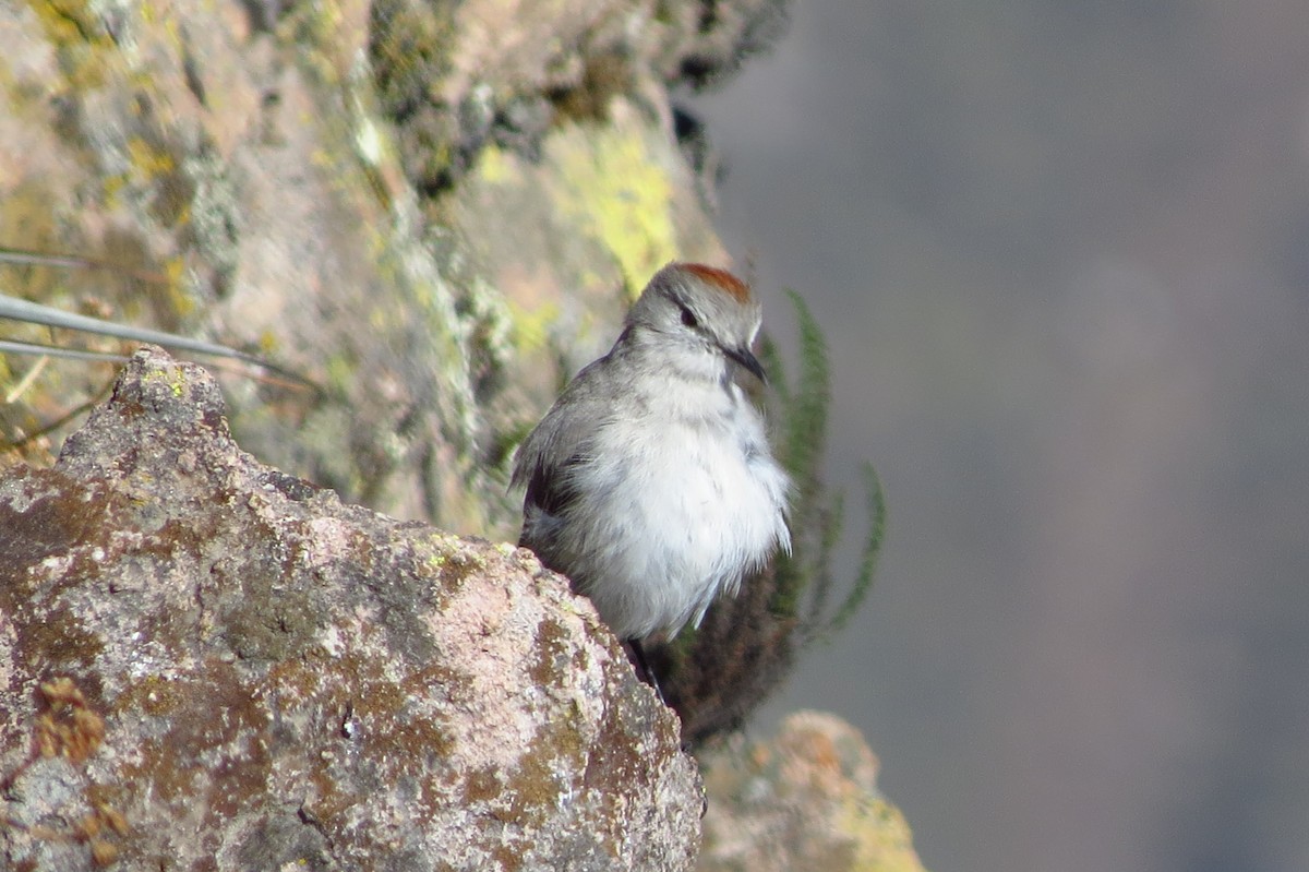 Rufous-naped Ground-Tyrant - Gary Prescott