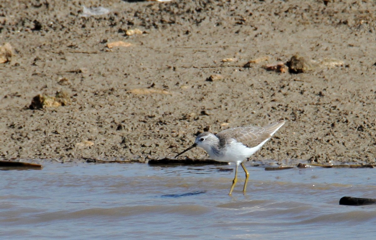 Marsh Sandpiper - ML614776989